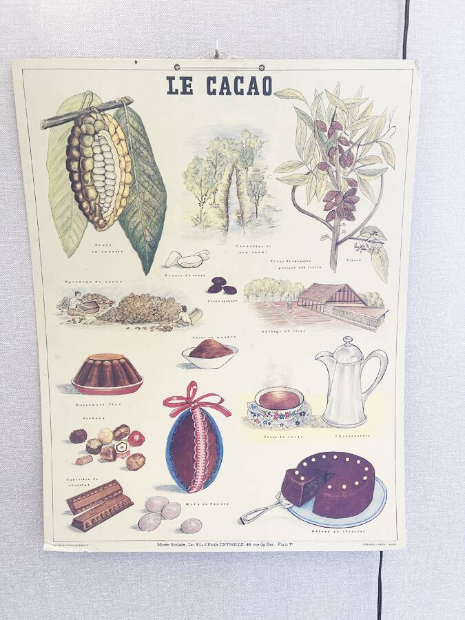 Old educational poster Deyrolle "The Cocoa"