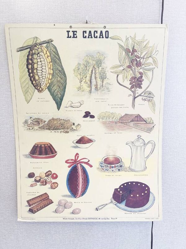 Affiche pédagogique ancienne Deyrolle “Le Cacao”