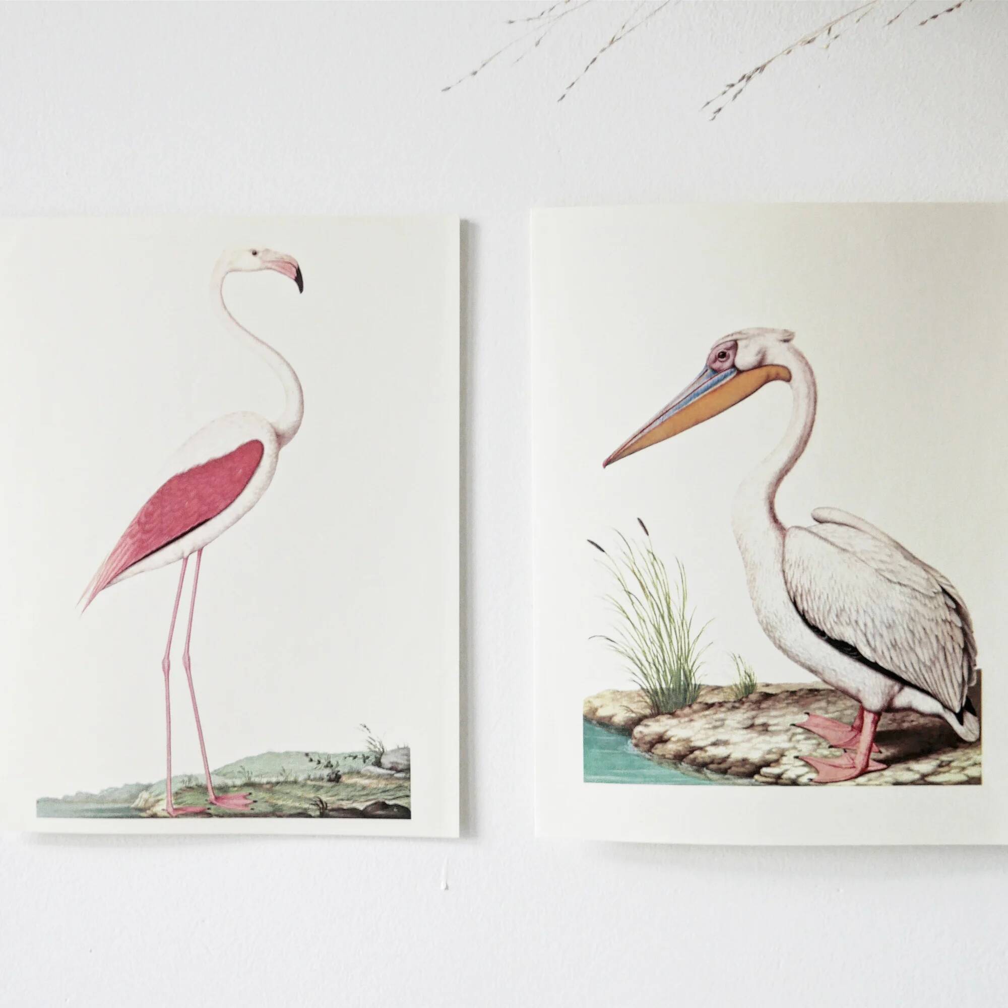 Plates of the bestiary from the Natural History Museum White Pelican