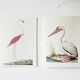 Plates of the bestiary from the Natural History Museum White Pelican