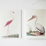 Planches de bestiaire muséum d'histoire naturelle Pélican blanc