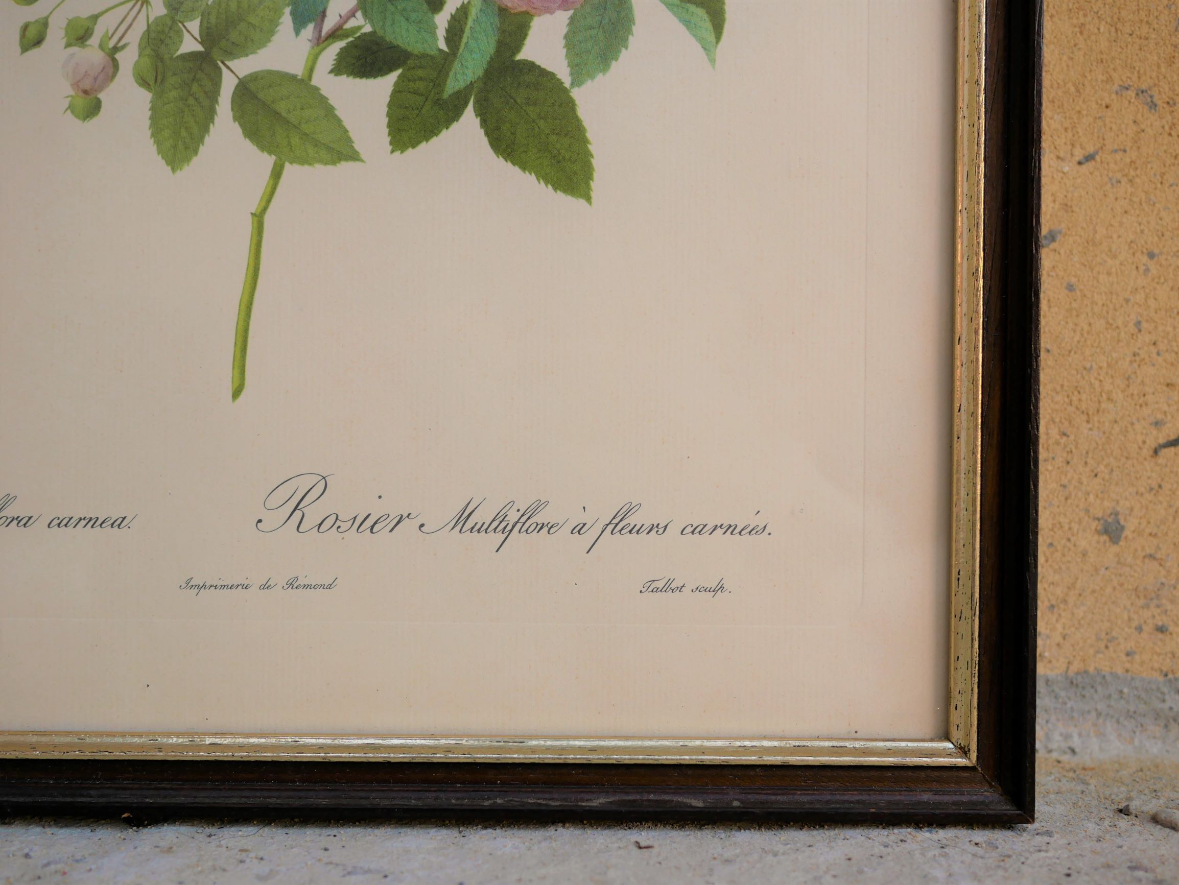 Vintage botanical poster "Rosa Multiflora Carnea" by P.J.Redouté