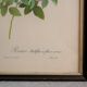 Vintage botanical poster "Rosa Multiflora Carnea" by P.J.Redouté