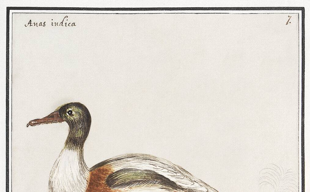 Small poster about the Indian runner duck, after an old engraving