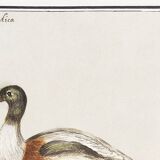Small poster about the Indian runner duck, after an old engraving