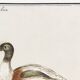 Small poster about the Indian runner duck, after an old engraving