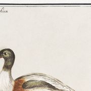Petite affiche sur le canard coureur indien, d'après une gravure ancienne