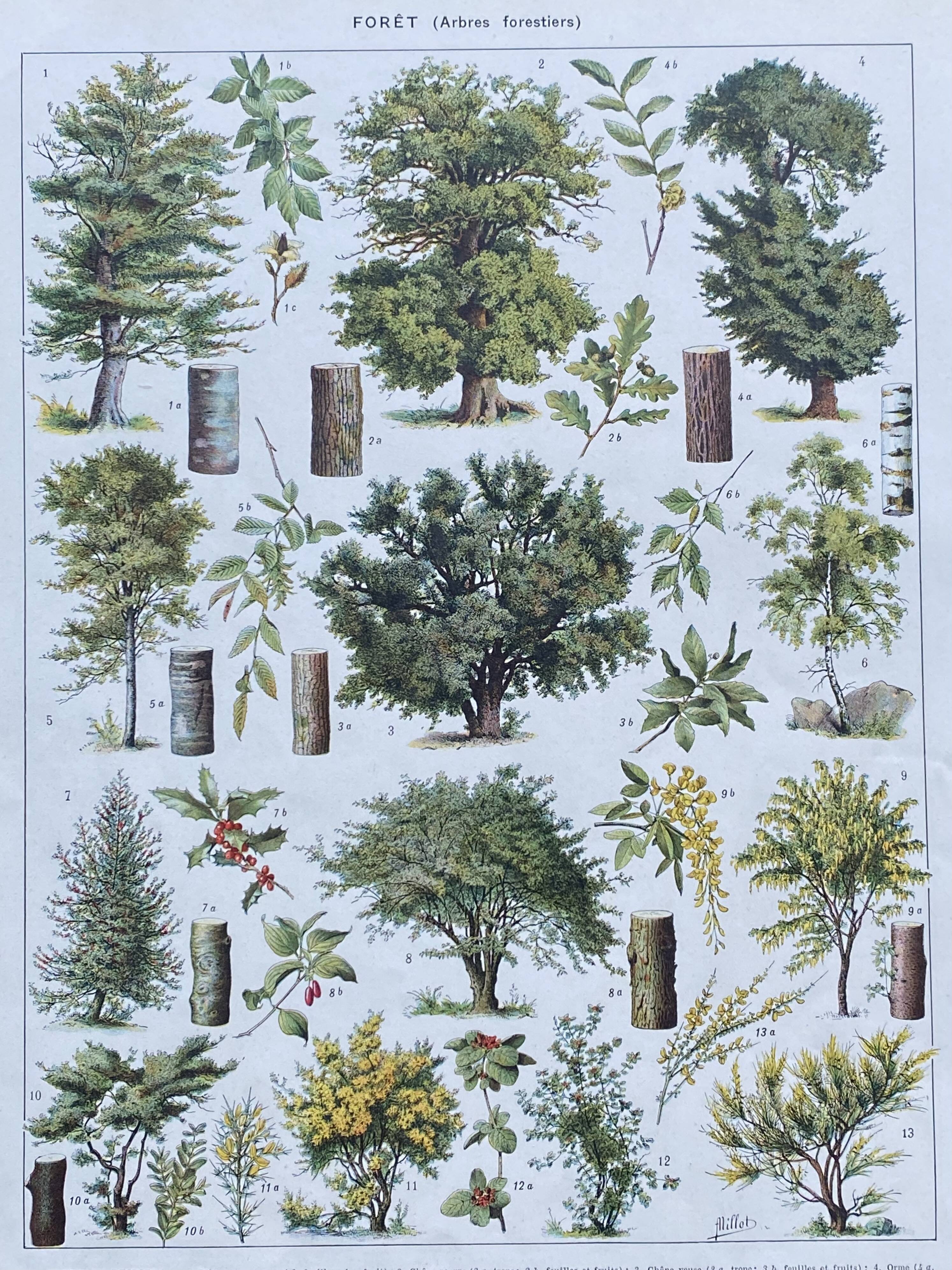 Old Millot illustration "Forest, forest trees"