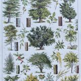 Old Millot illustration "Forest, forest trees"