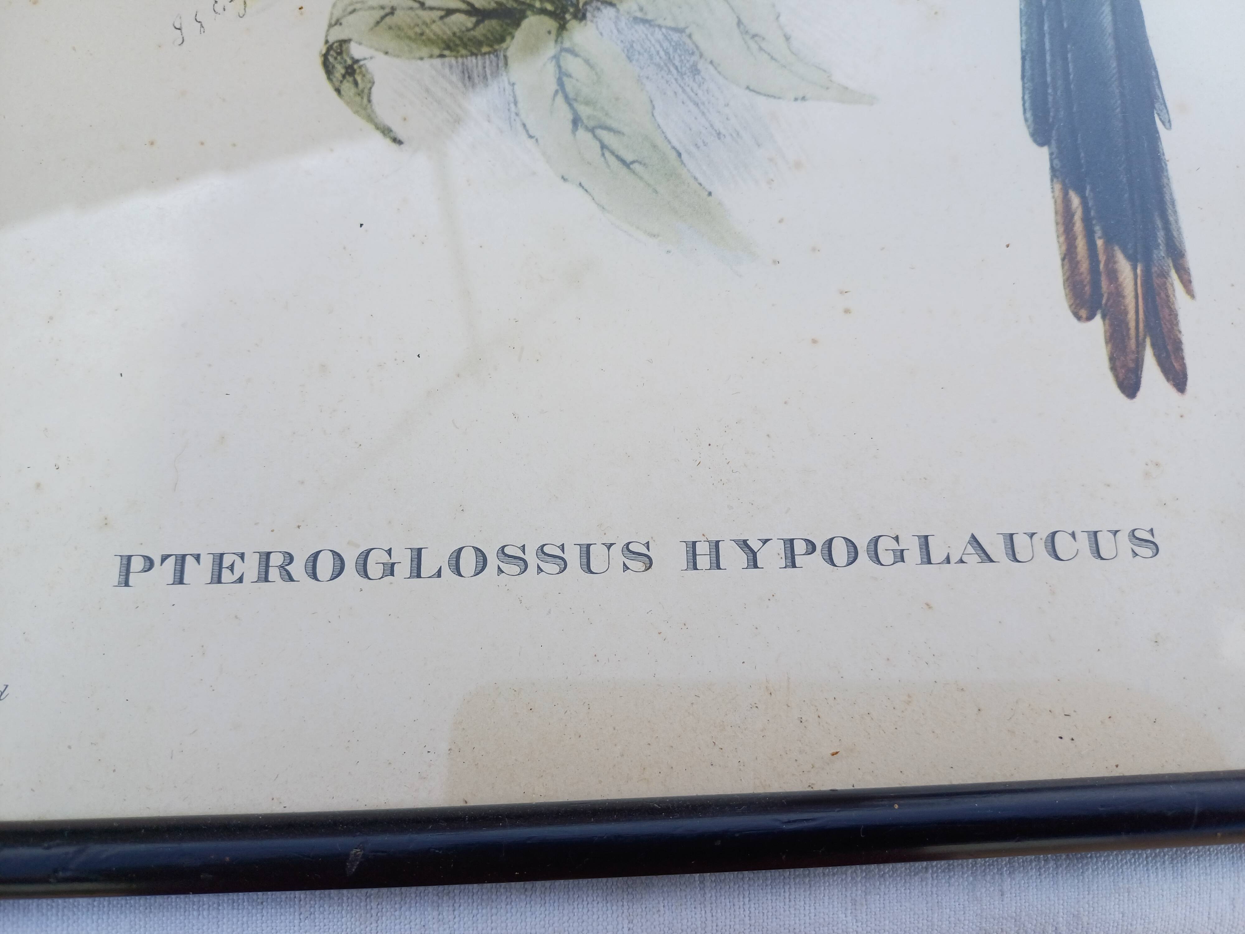 12 Lithographs “Birds of the World”