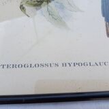 12 Lithographs “Birds of the World”