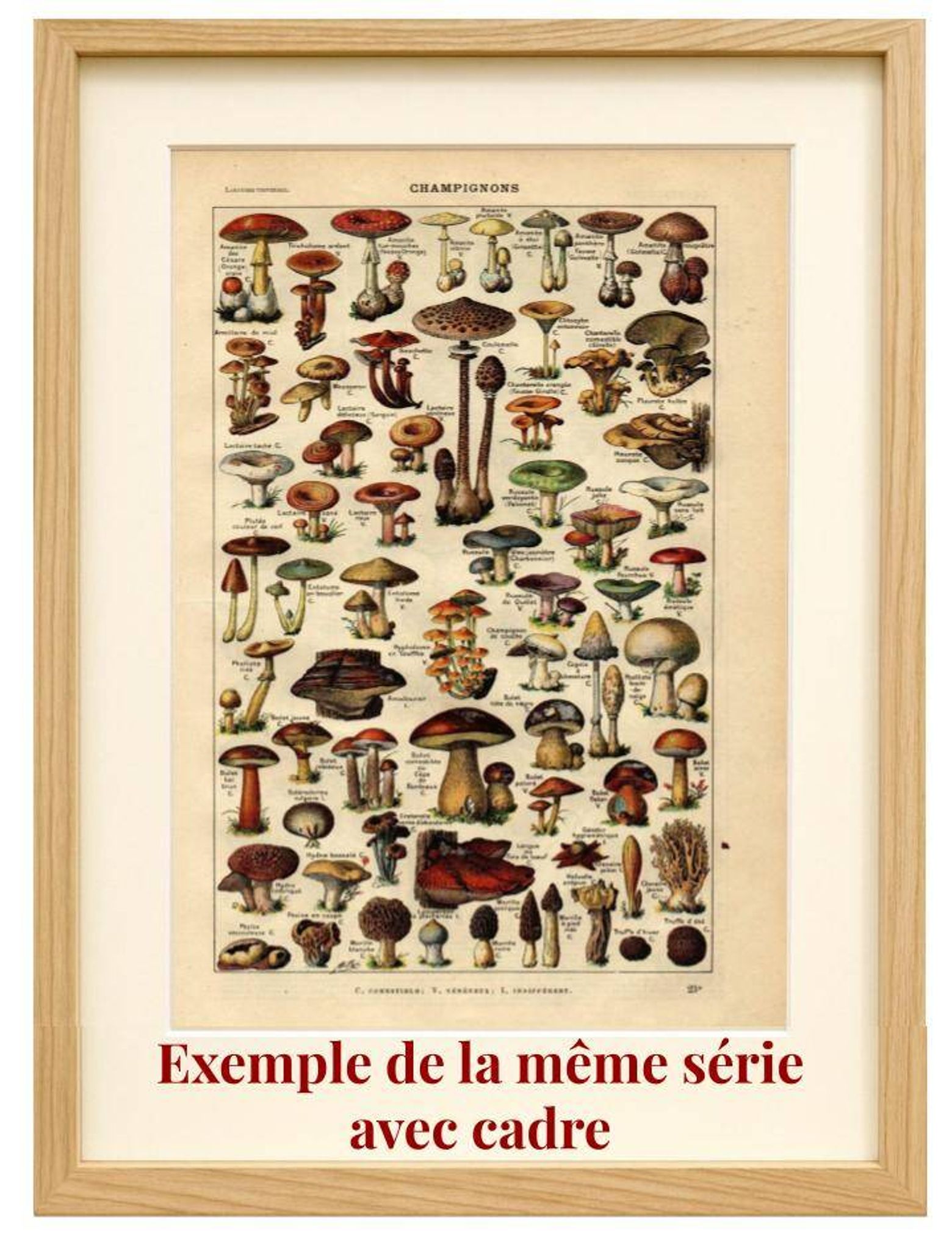 Gravure ancienne de 1923 - Botanique - Morphologie végétale par A. Millot