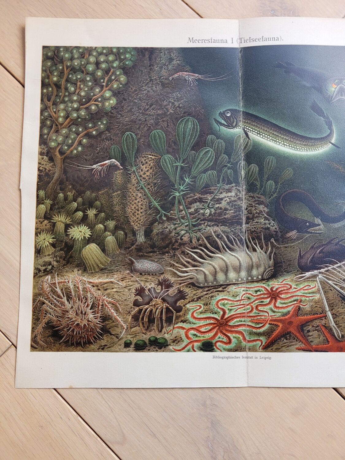 Poster Marine Fauna Bibliogr. Institute in Leipzig