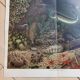 Poster Marine Fauna Bibliogr. Institute in Leipzig