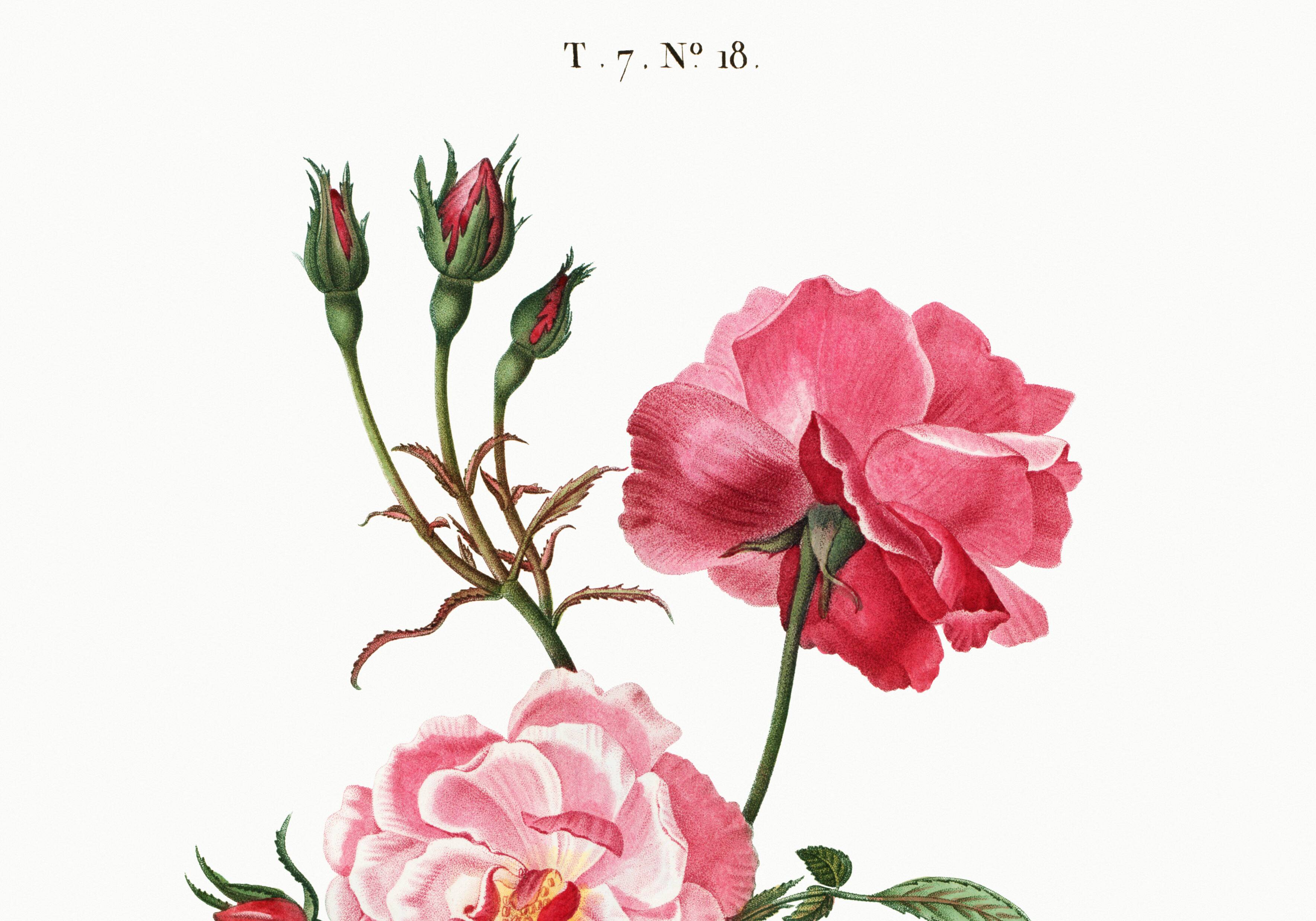 Poster about the rose, based on an old engraving