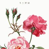 Poster about the rose, based on an old engraving