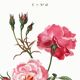 Poster about the rose, based on an old engraving