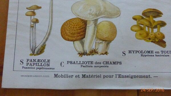 Educational poster DEYROLLE