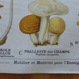 Educational poster DEYROLLE