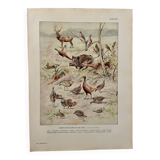 Old illustration on game (hunting) - 1920