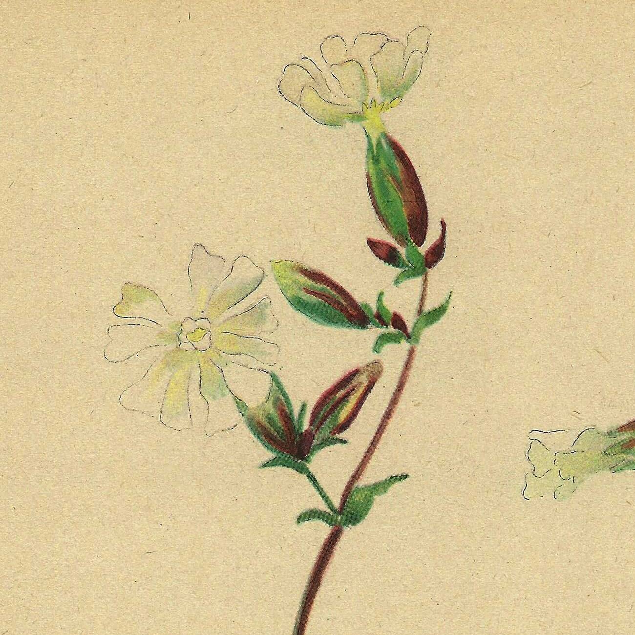 Antique illustration from 1948 of meadow flowers by H.Strache - Carnation