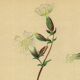 Antique illustration from 1948 of meadow flowers by H.Strache - Carnation