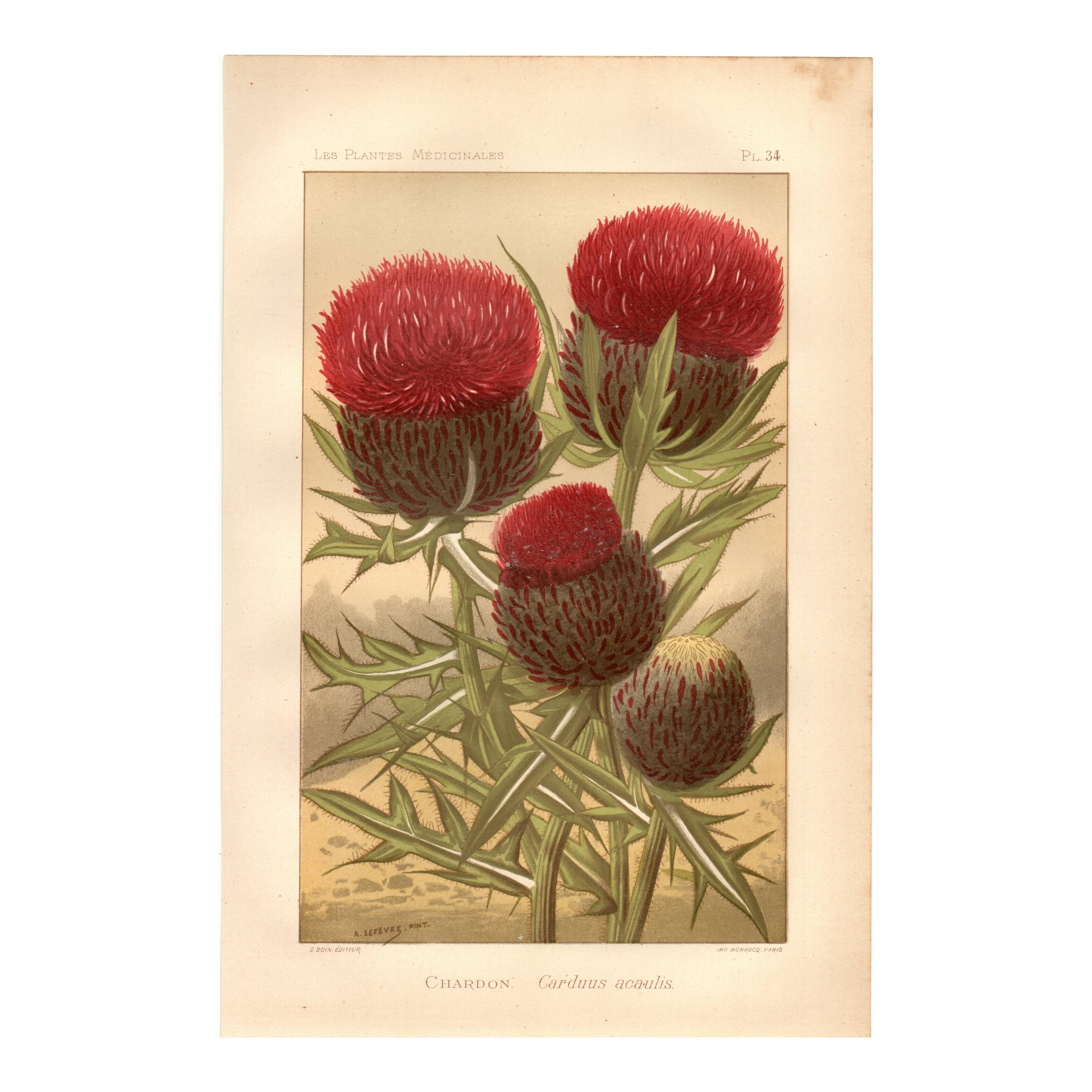 Botanical engraving from 1889 - Thistle by Lefevre. Floral nature lithograph.