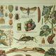 Lithographie ancienne 1921 - La vigne et ses ennemis - gravure vintage vin