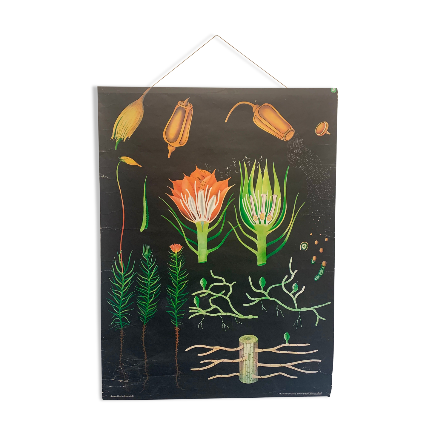 Vintage school teaching chart