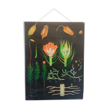 Vintage school teaching chart