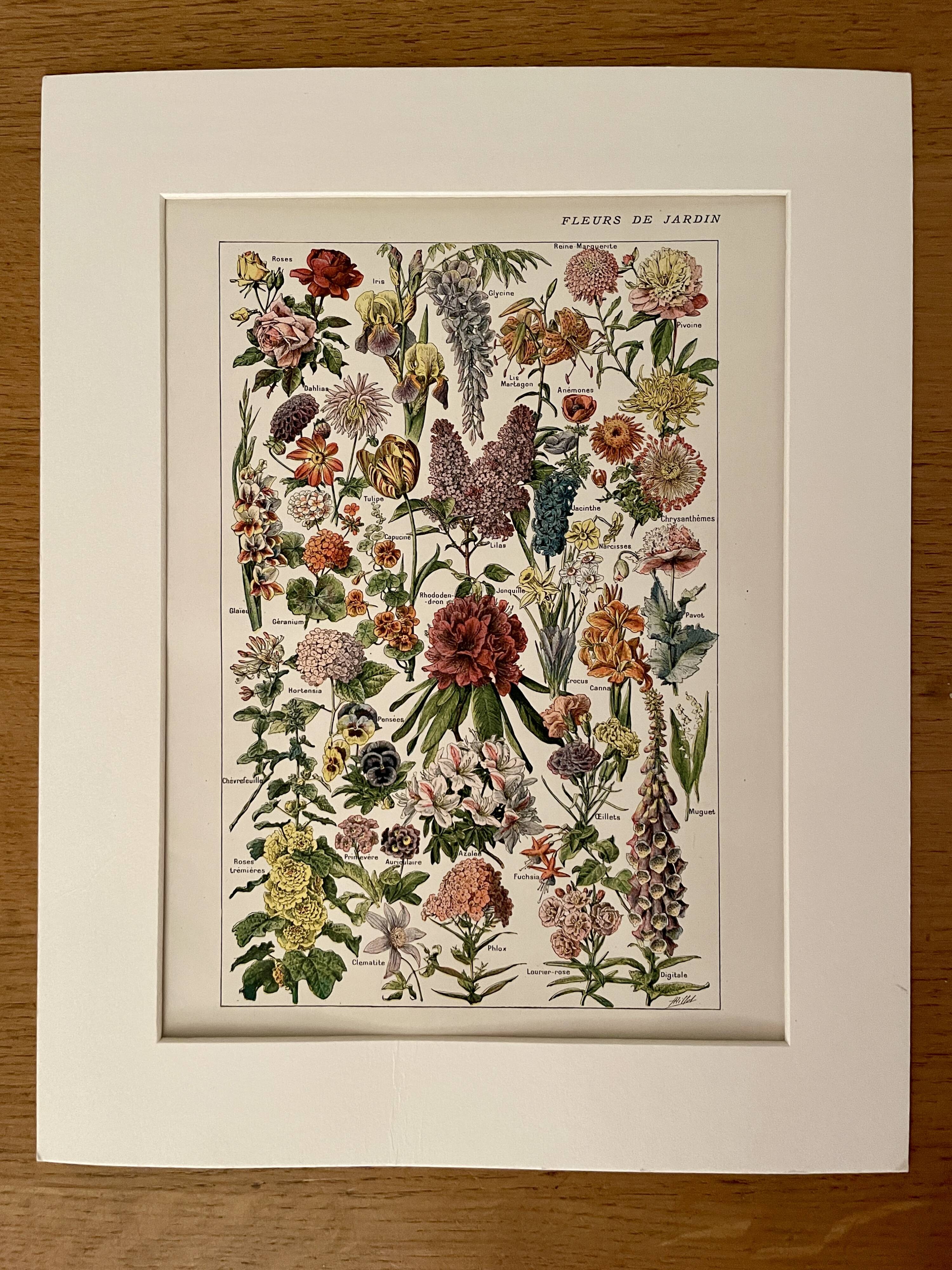 Lithograph on garden flowers - 1920