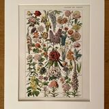 Lithograph on garden flowers - 1920