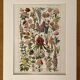 Lithograph on garden flowers - 1920