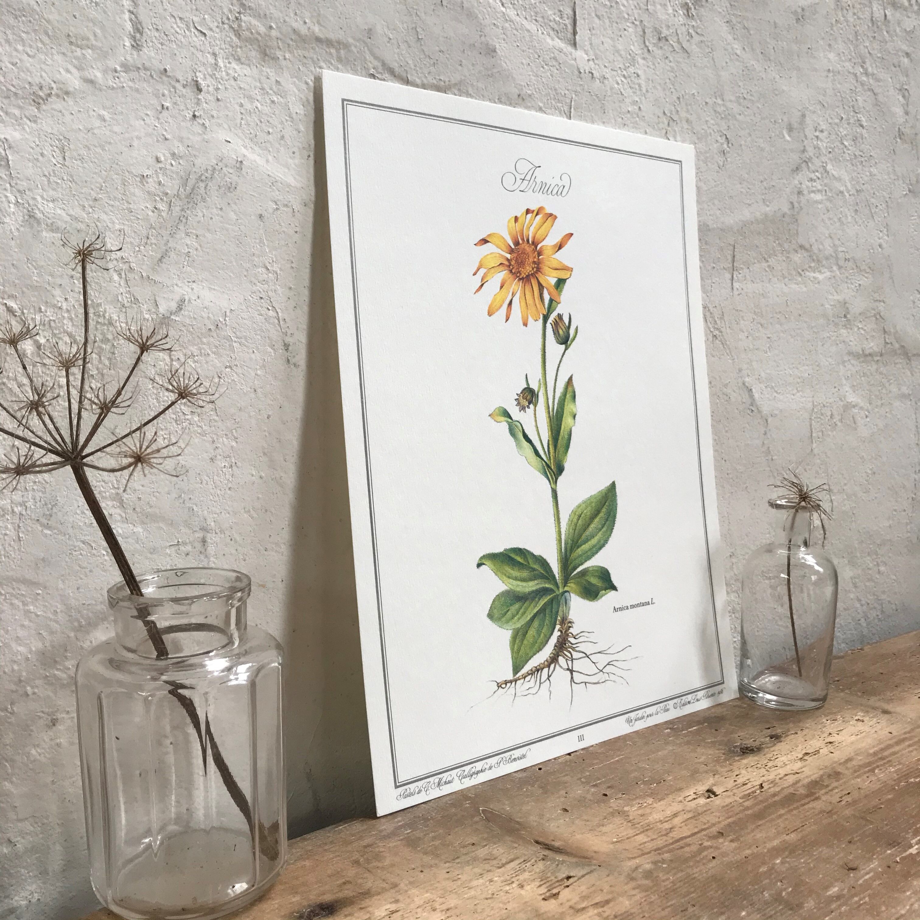 Botanical plate the Arnica