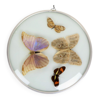 Papillons montés vintage cadre rond en métal taxidermie en verre convexe 29cm