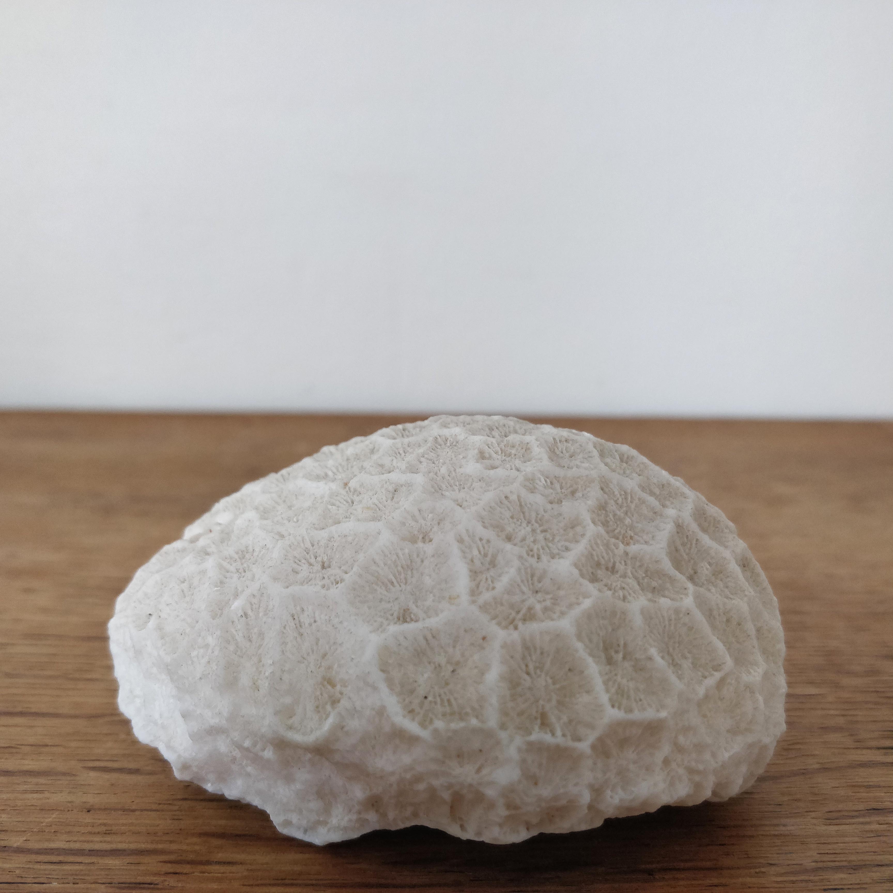 White coral ball