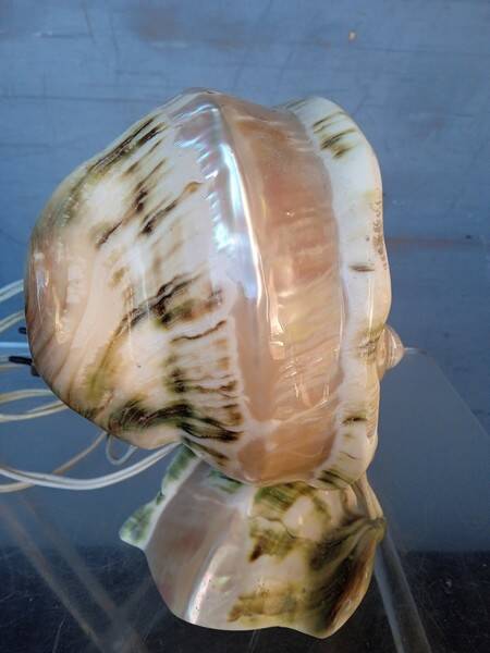 Vintage shell night light lamp from the 1960s