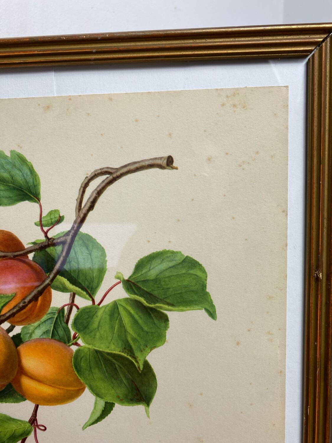 Affiche botanique, Prunus Armeniaca