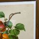 Affiche botanique, Prunus Armeniaca