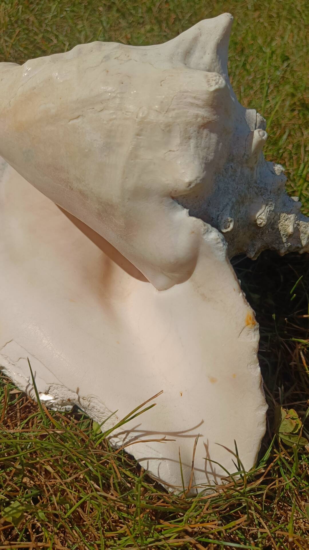 Conque marine blanche légèrement rosée