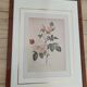 Lot 3 Large Botanical Engravings by Pierre-Joseph Redouté Flowers