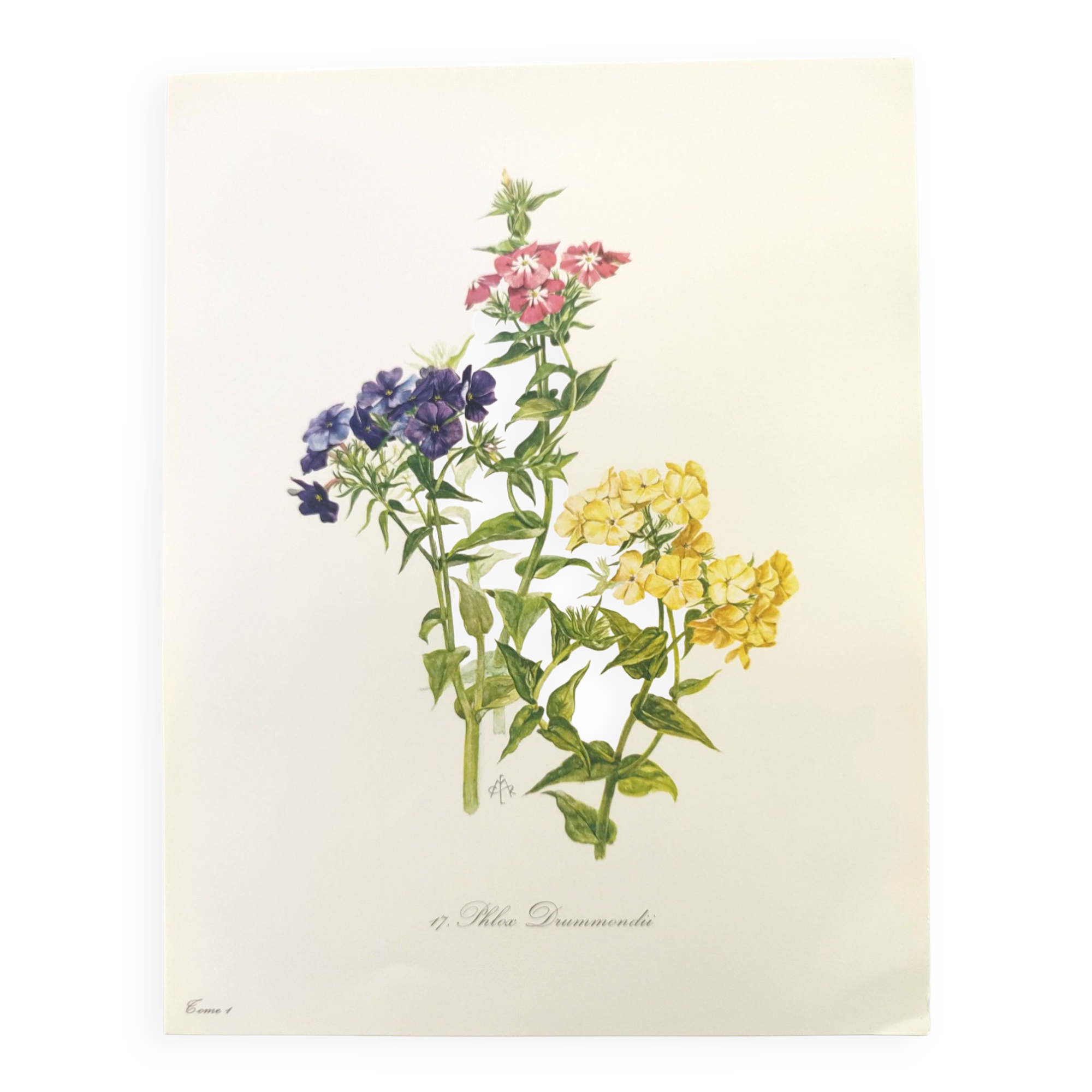 Vintage botanical plate from 1962 - Phlox - Plant engraving - Watercolor M.Rollinat