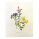 Vintage botanical plate from 1962 - Phlox - Plant engraving - Watercolor M.Rollinat