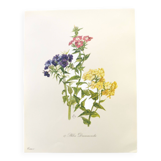 Planche botanique vintage de 1962 - Phlox - Gravure de plante - Aquarelle M.Rollinat