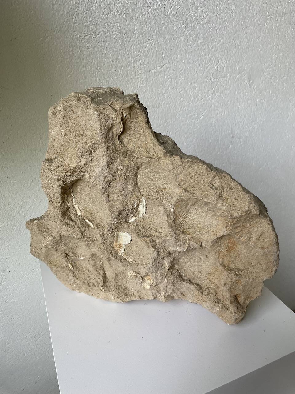 Fossil sedimentary rock and shell