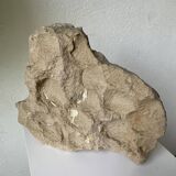 Fossil sedimentary rock and shell