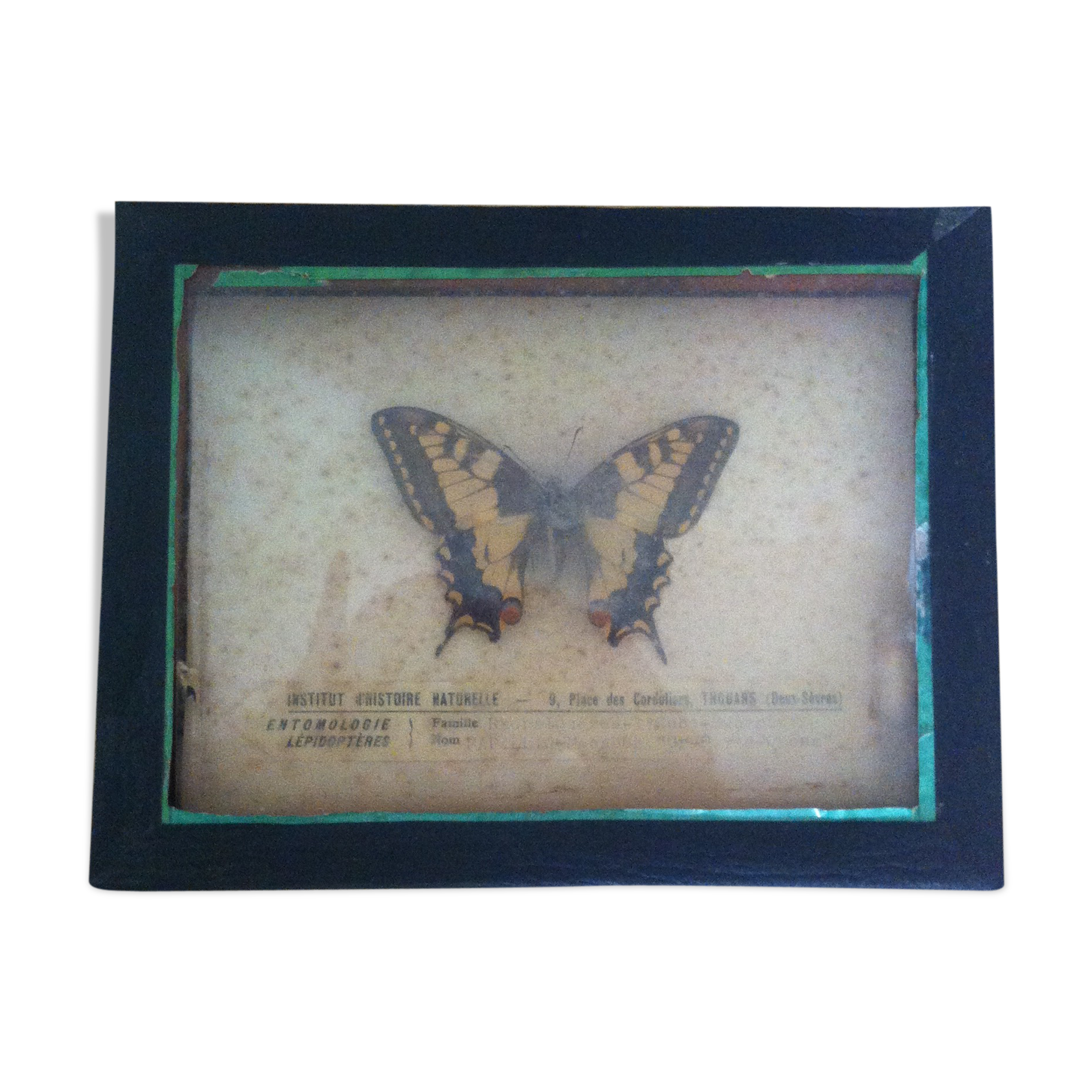 Vintage entomology board