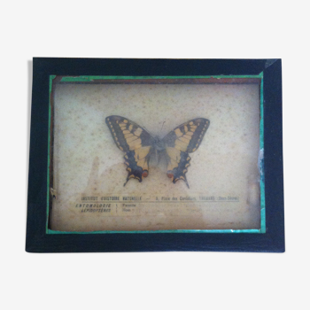 Planche d'entomologie vintage