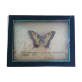 Vintage entomology board