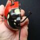 Mechanical ladybird toy